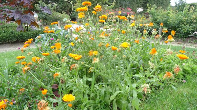 Calendula ‘Geisha Girl’